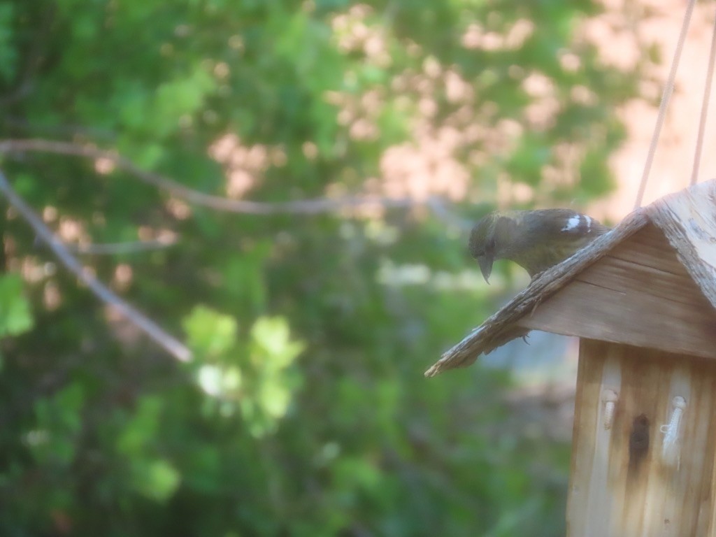 White-winged Crossbill - Shari Kearney