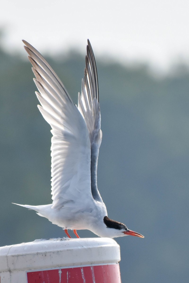 Common Tern - Andrea Heine