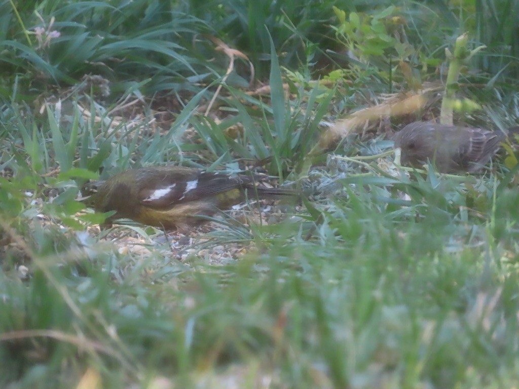 White-winged Crossbill - ML359921361