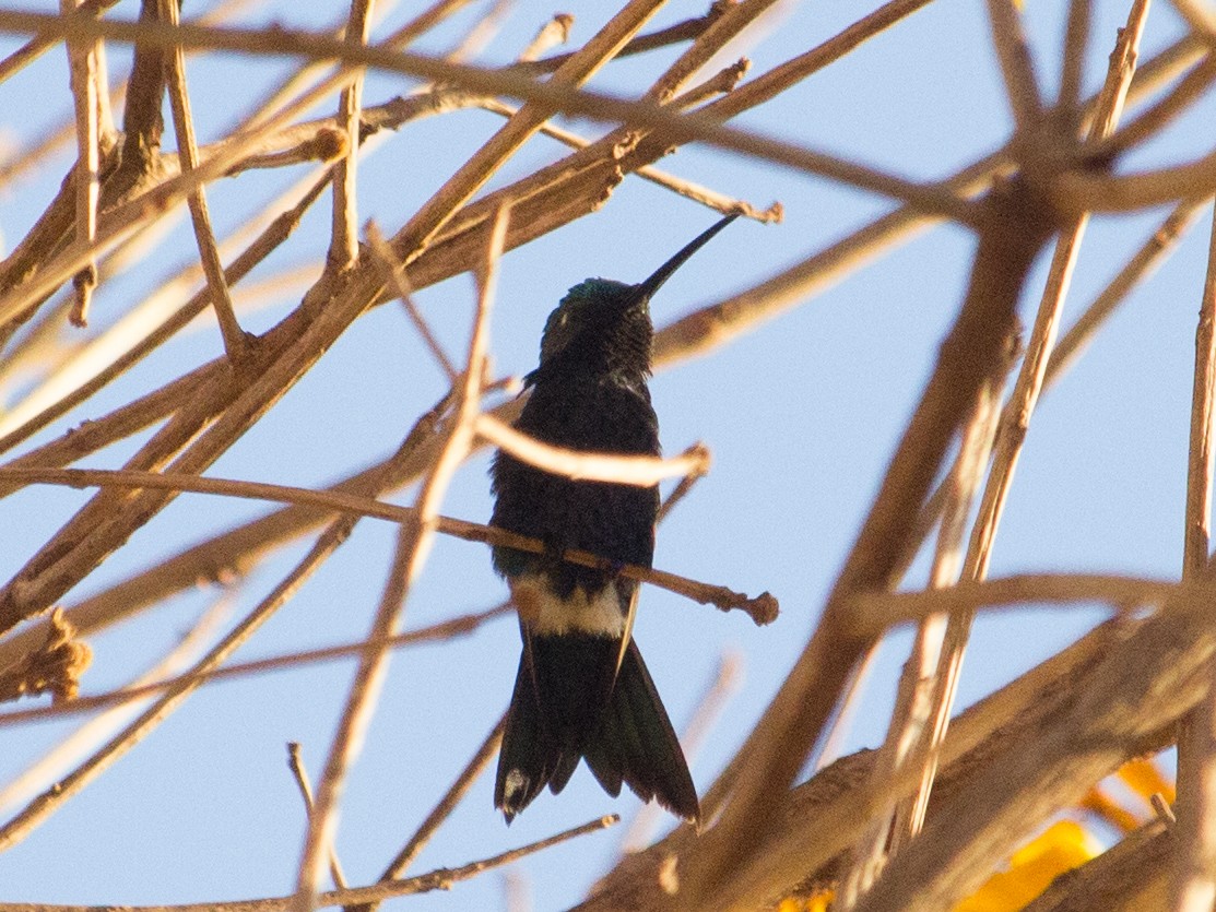 Blue-tufted Starthroat - ML359921861