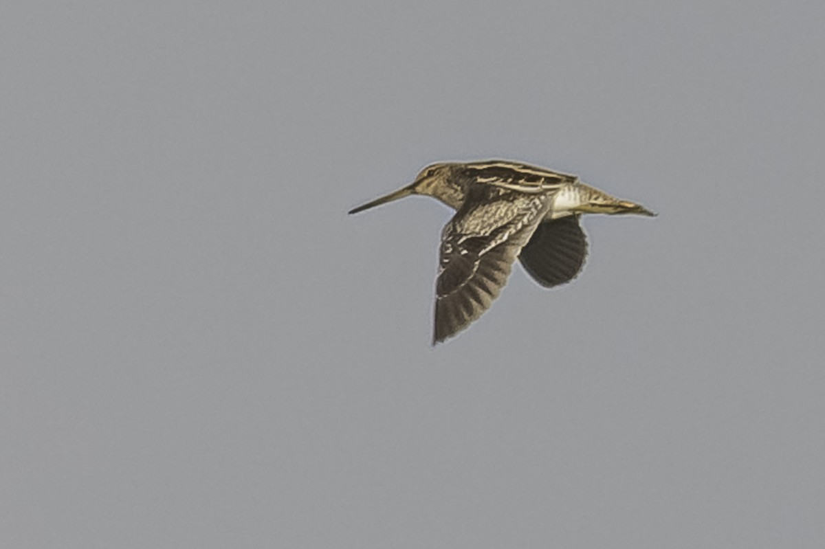 Pantanal/Magellanic Snipe - Amed Hernández