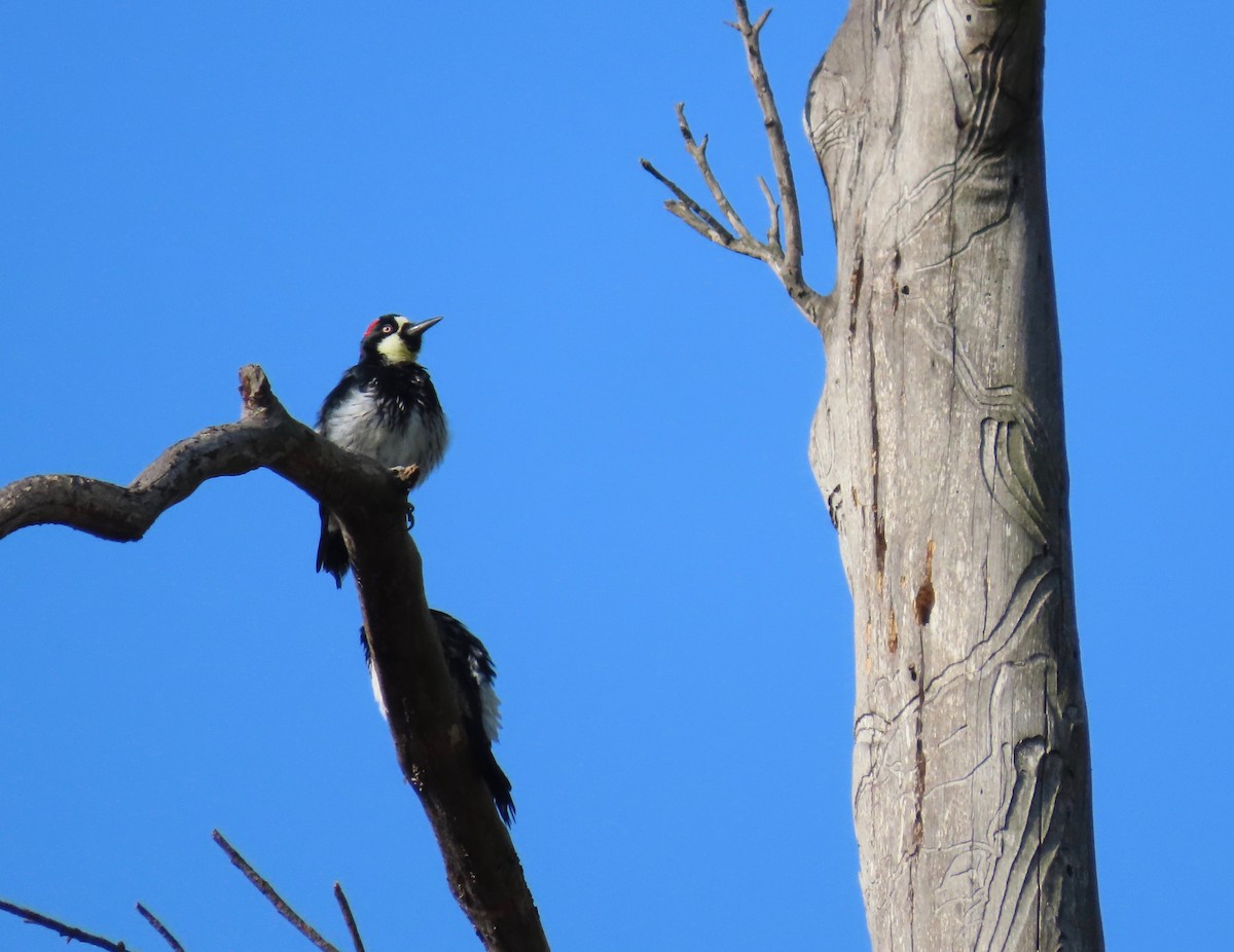 Acorn Woodpecker - ML359923151