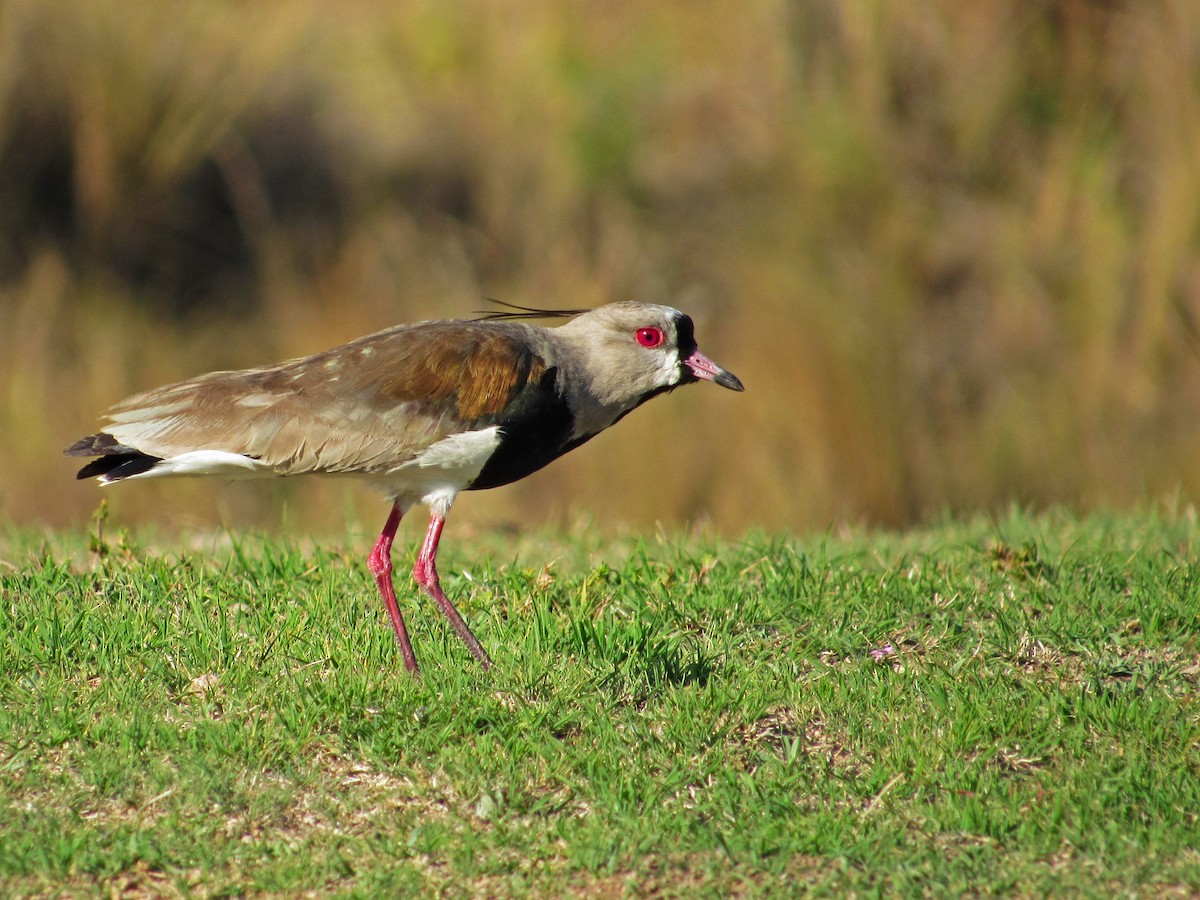 Southern Lapwing - ML359923541