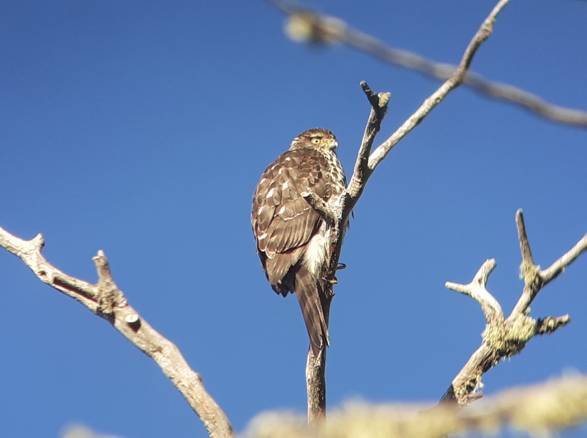 Chilean Hawk - Simón Pla García