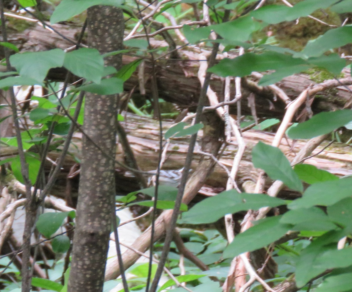 Black-and-white Warbler - ML359925161