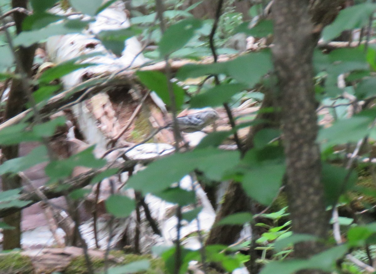 Black-and-white Warbler - ML359925181