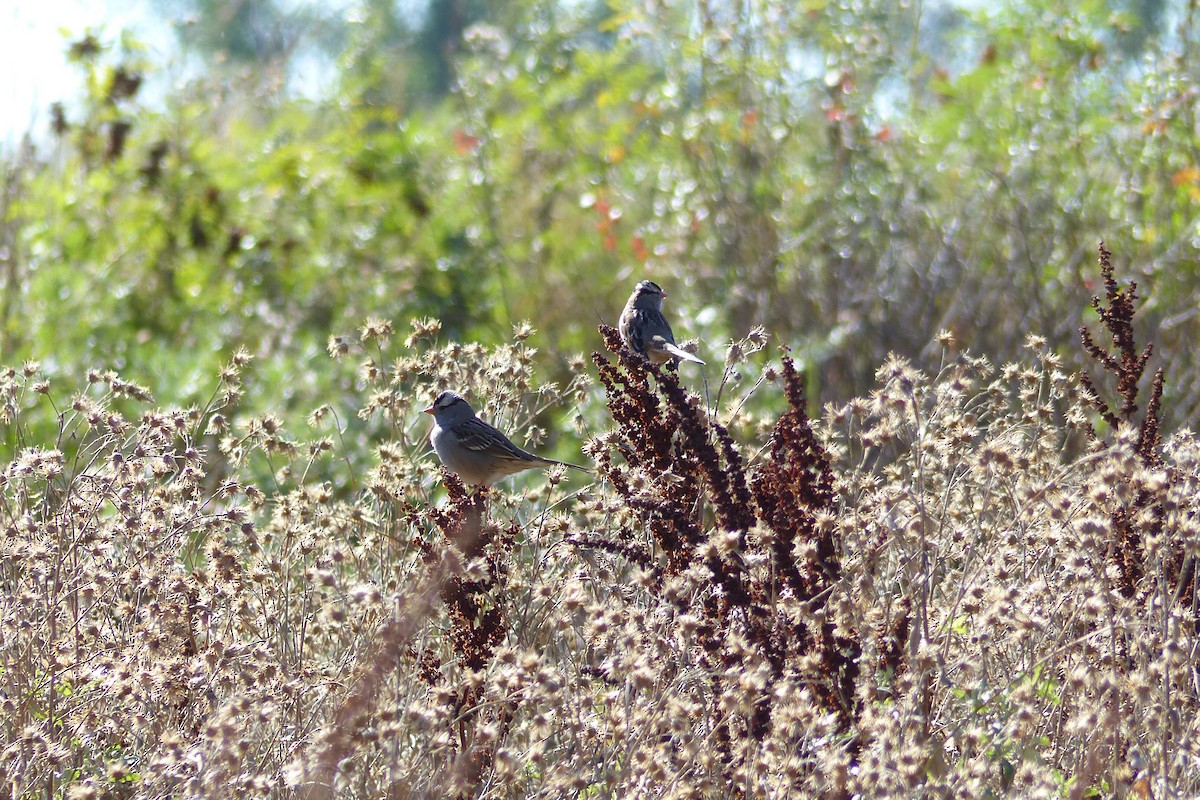 White-crowned Sparrow - Tom Behnfield