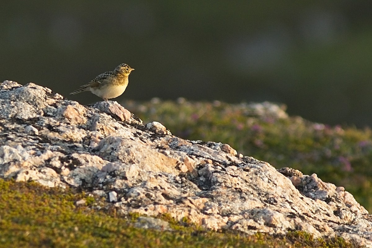 Horned Lark - ML359926881
