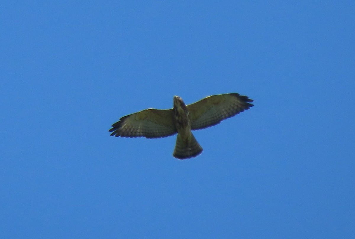 Broad-winged Hawk - ML359927101
