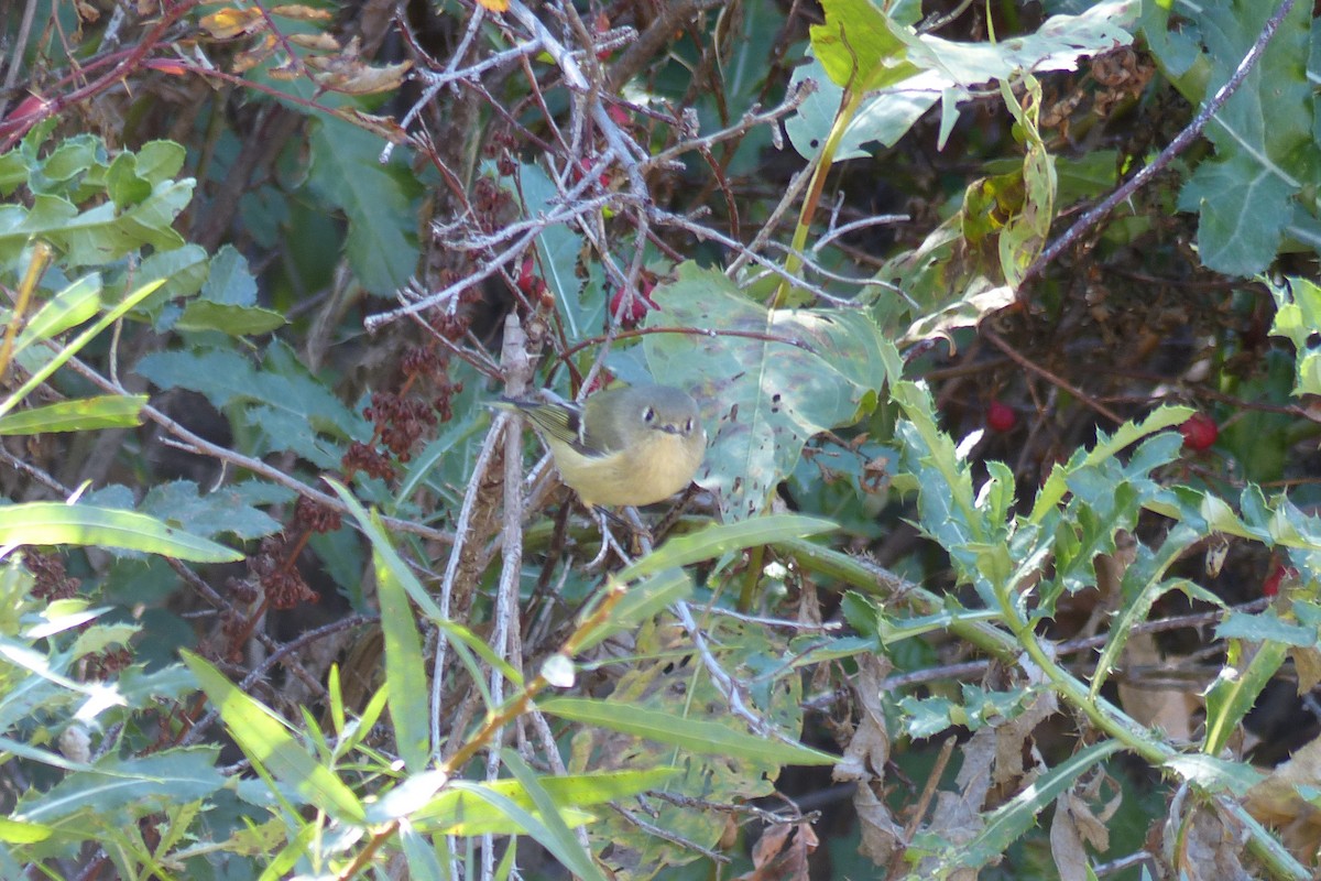 Ruby-crowned Kinglet - Tom Behnfield