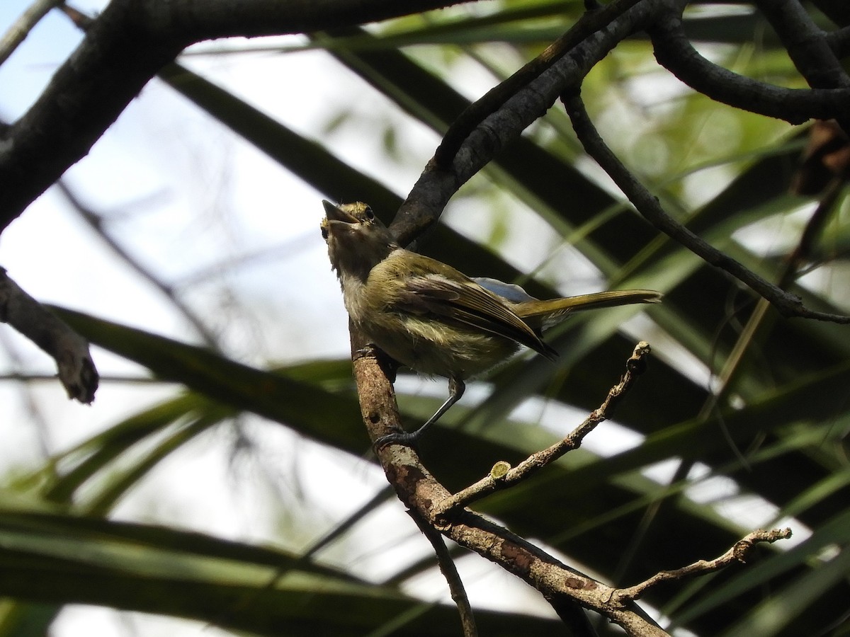 White-eyed Vireo - ML359932131