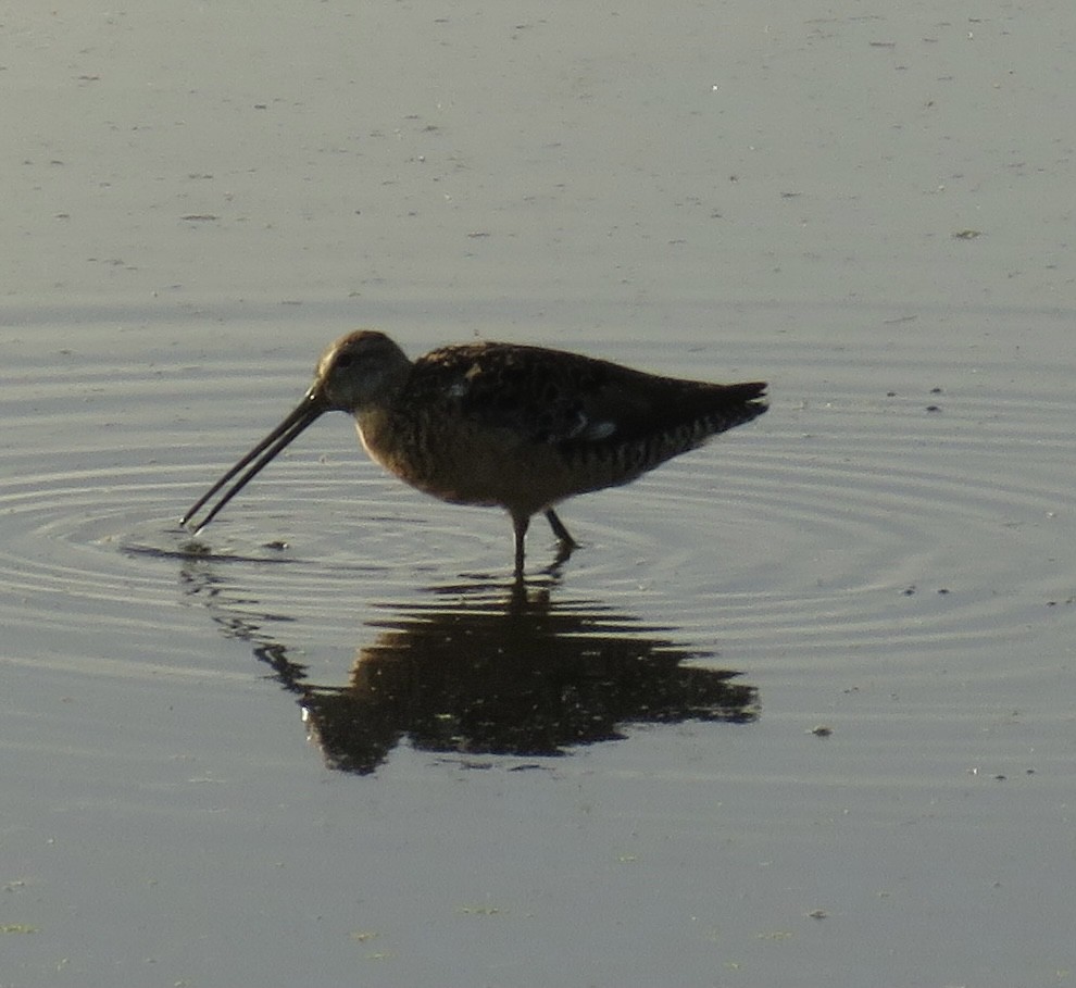 Long-billed Dowitcher - Jessica Anne