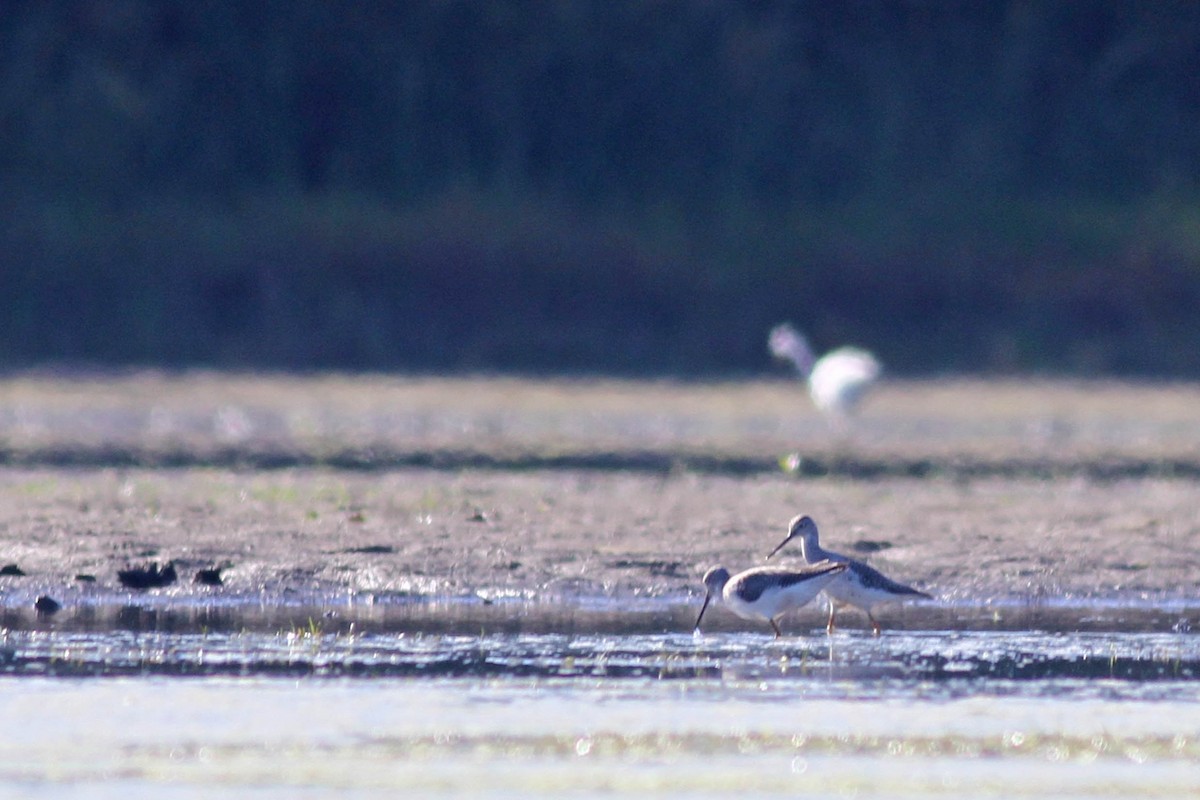 Greater Yellowlegs - ML35993721