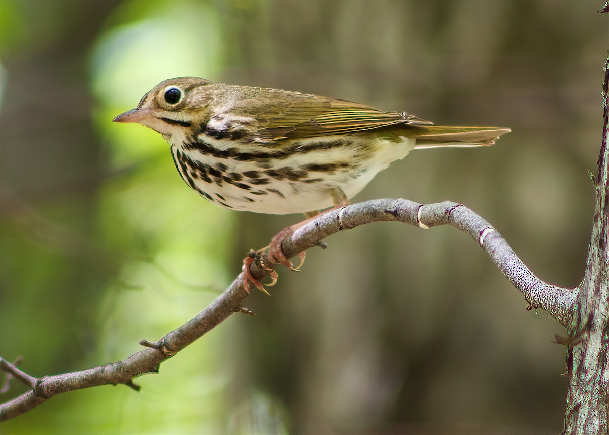 Ovenbird - ML359937411