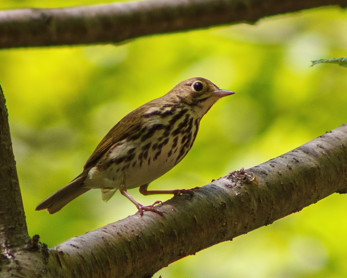 Ovenbird - ML359937431