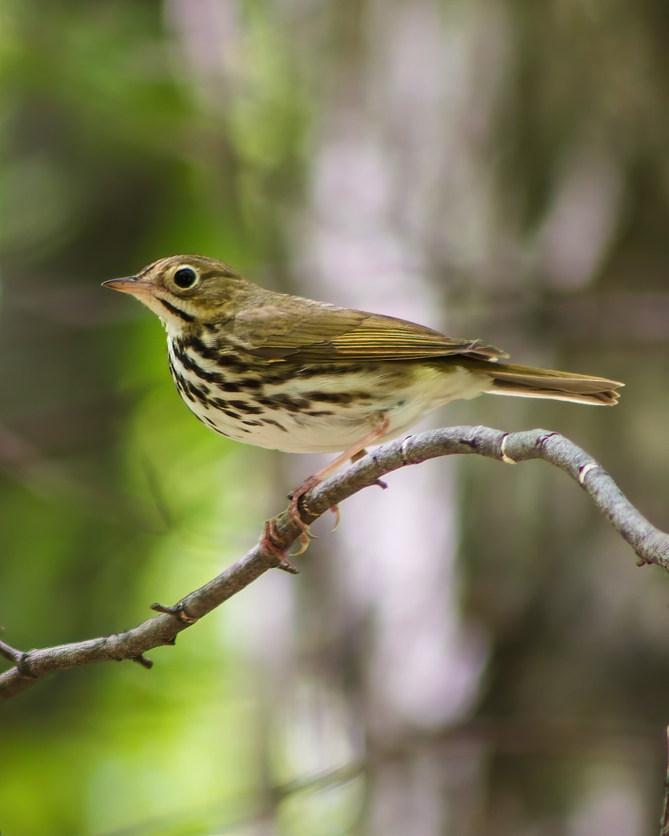 Ovenbird - ML359937441