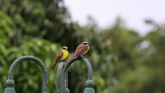 Rusty-margined Flycatcher - ML359940691