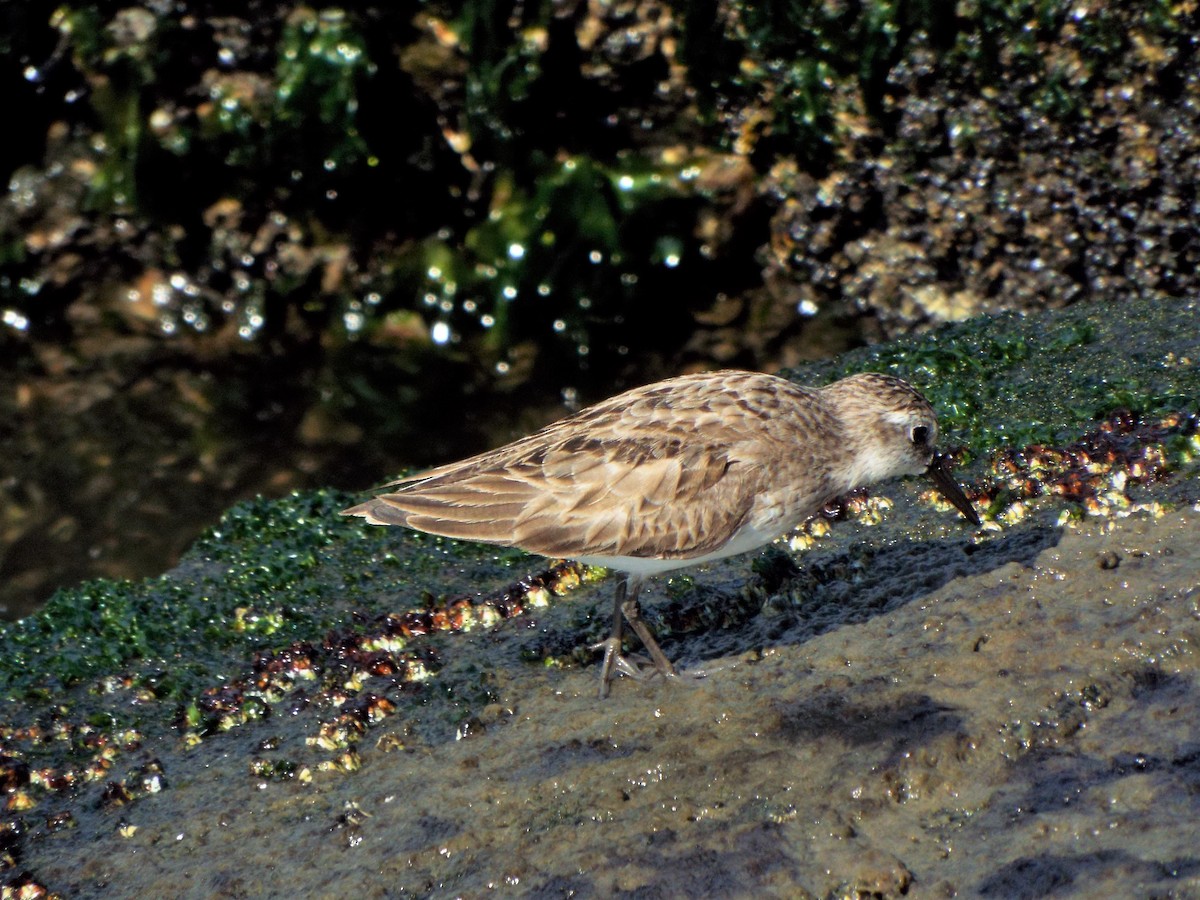 Semipalmated Sandpiper - ML359943181