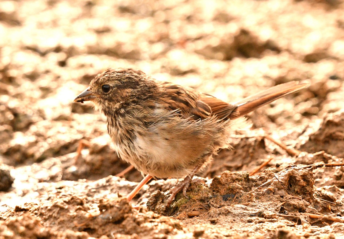 Swamp Sparrow - ML359947091