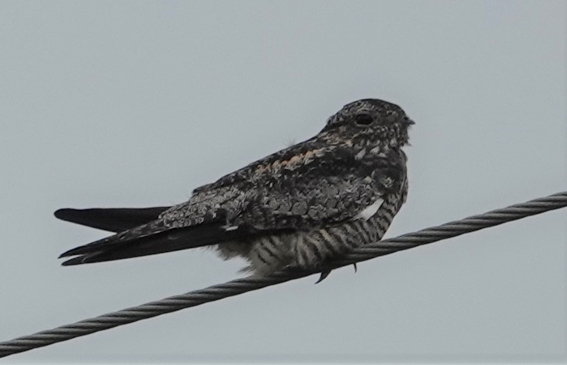 Common Nighthawk - ML359948291