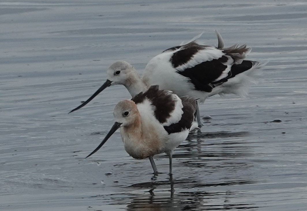 Avocette d'Amérique - ML359948491