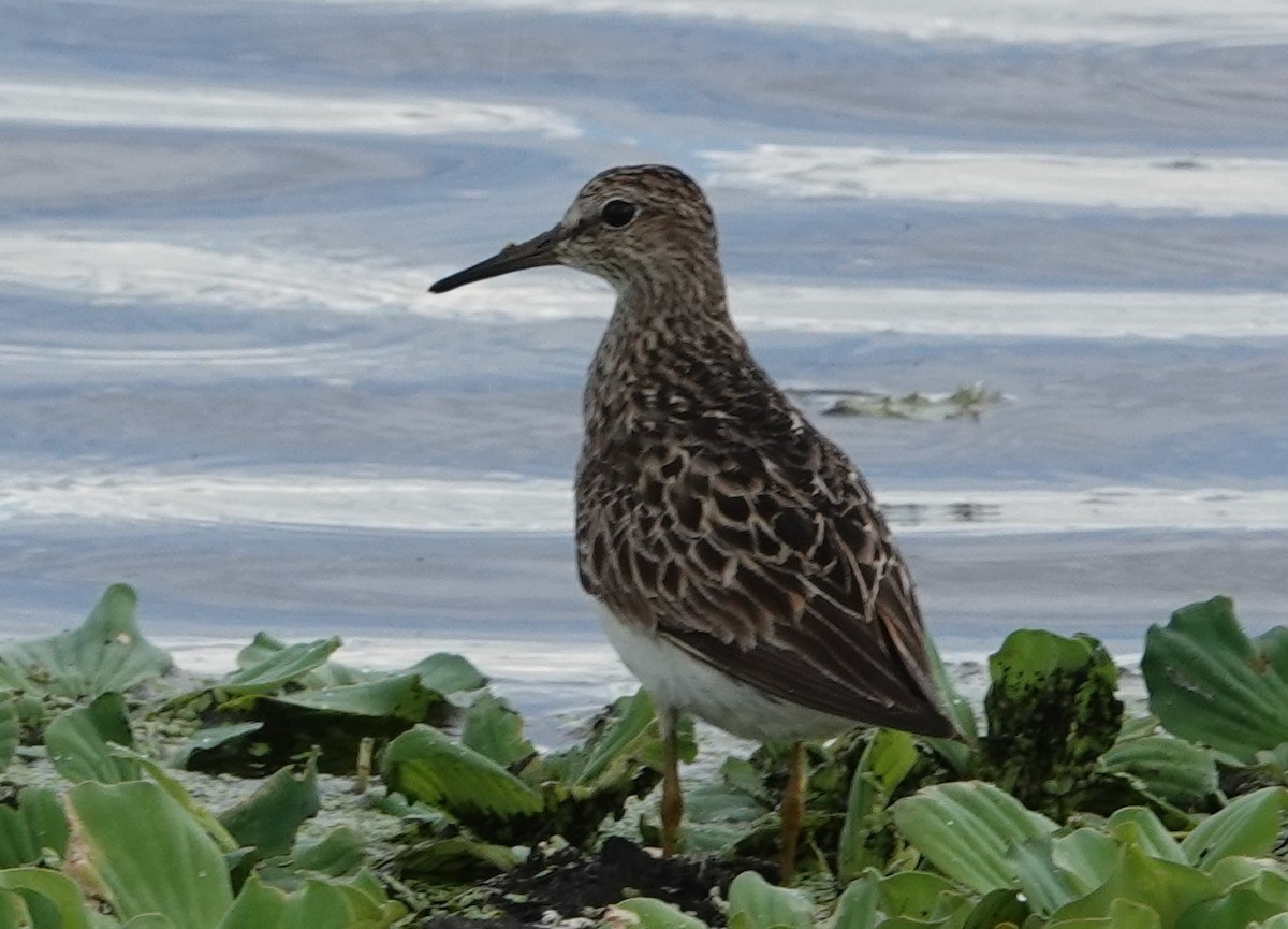 Least Sandpiper - ML359948781