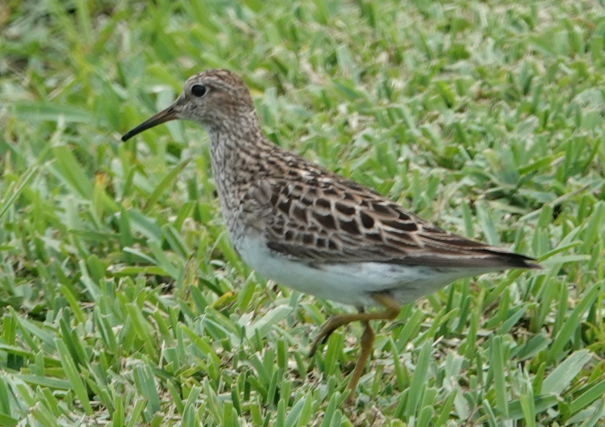 Pectoral Sandpiper - ML359949031