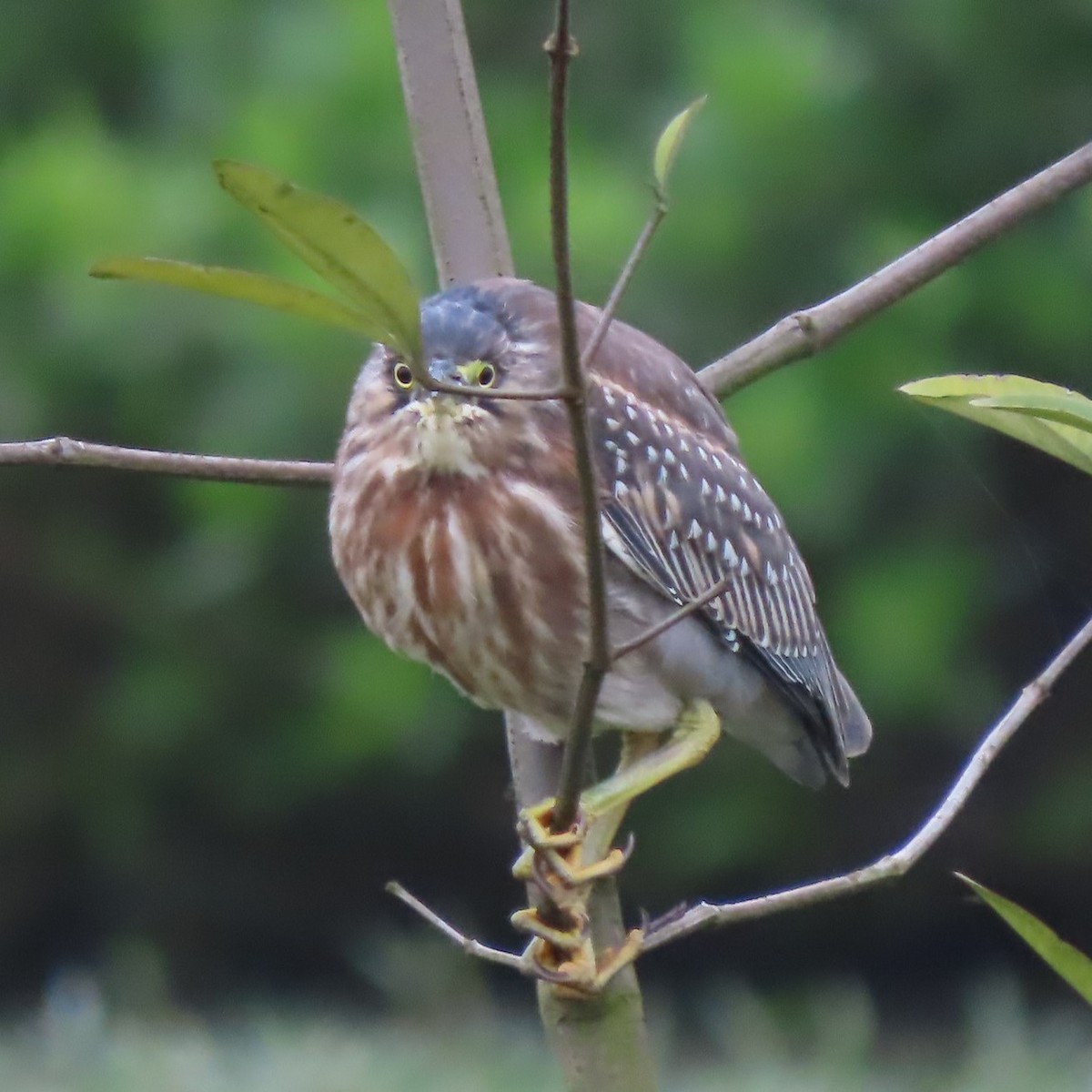 Striated Heron - ML359949561