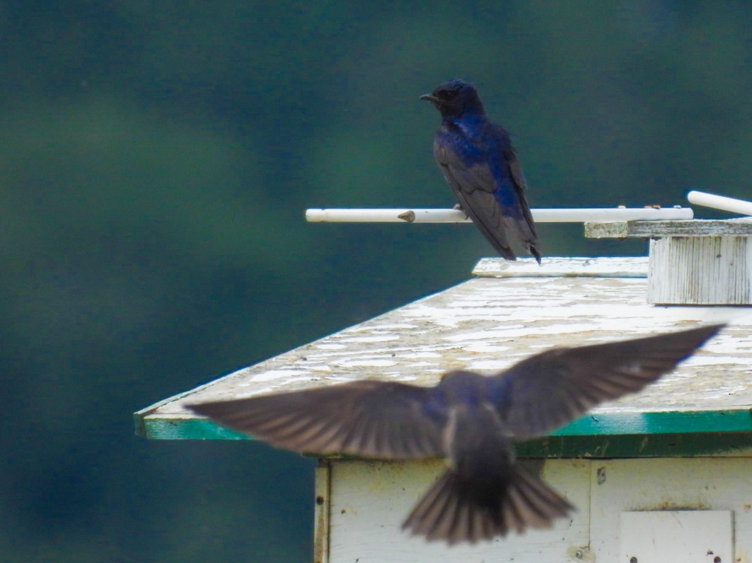 Purple Martin - ML359950581