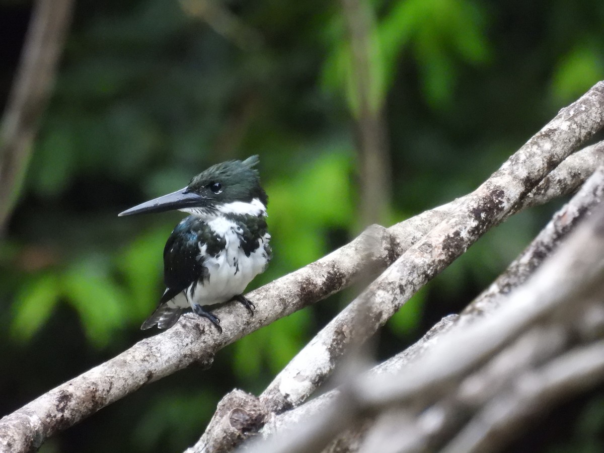 Amazon Kingfisher - ML359951121