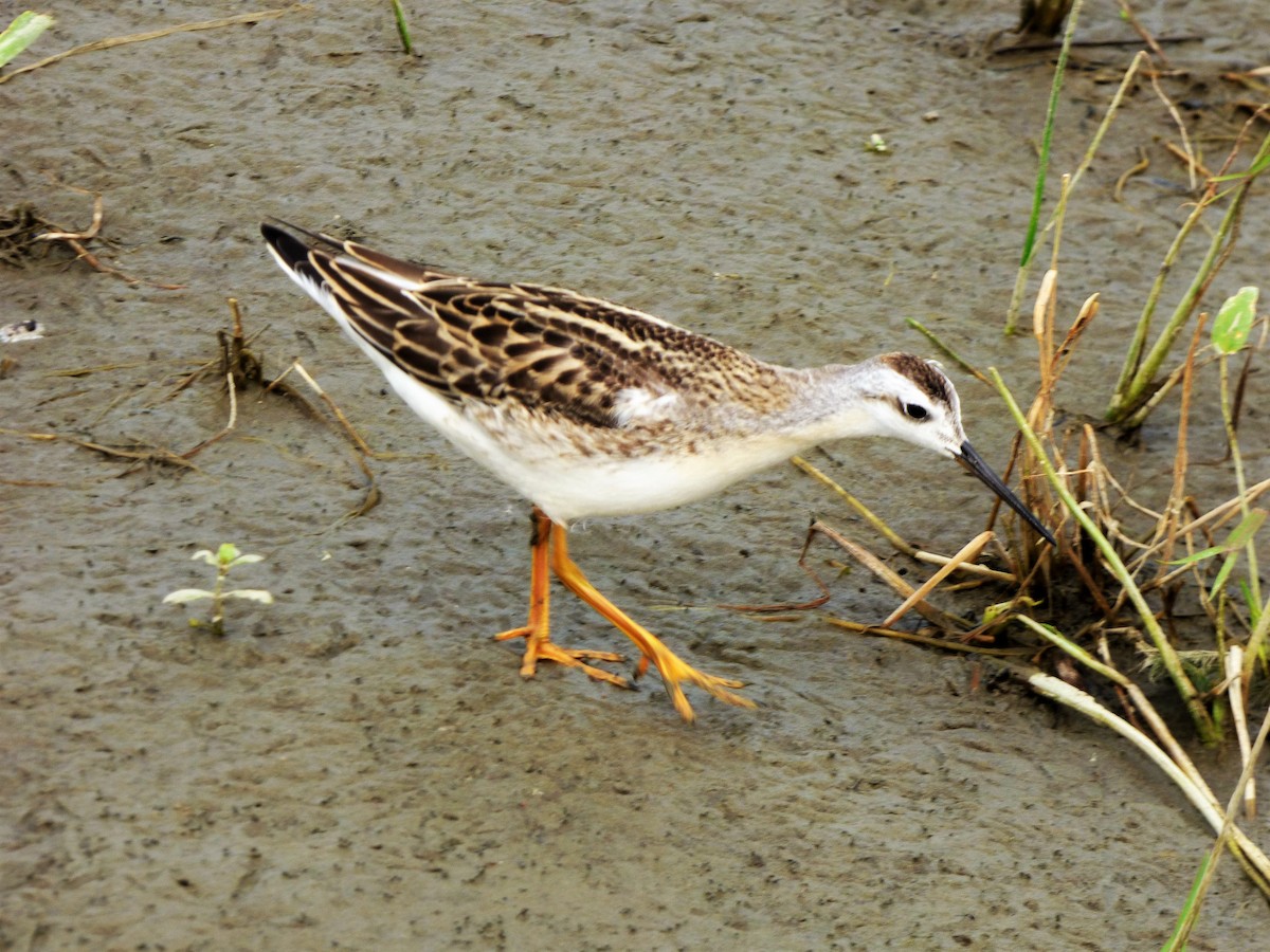 Falaropo Tricolor - ML359952651