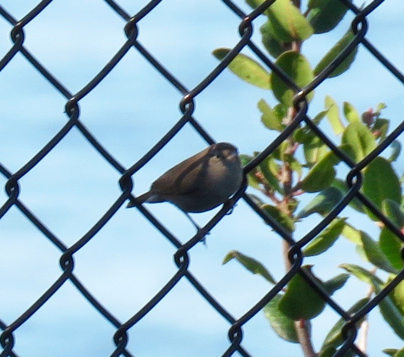 House Wren - ML35995281