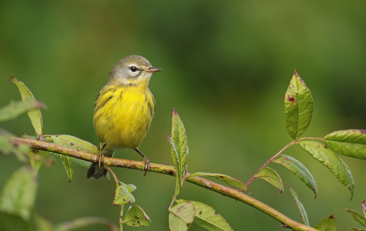 Prairie Warbler - Ryan Schain