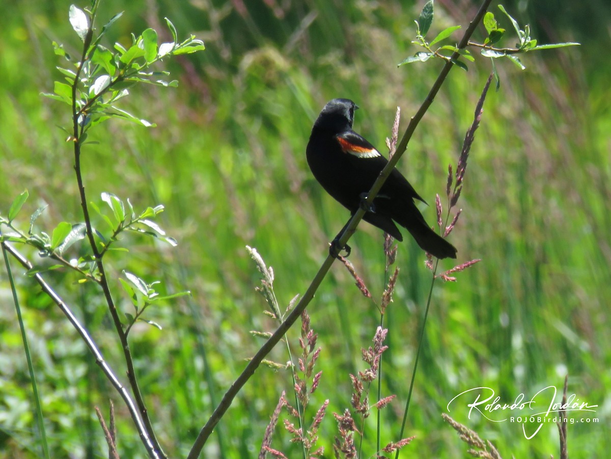 Red-winged Blackbird - ML359956171