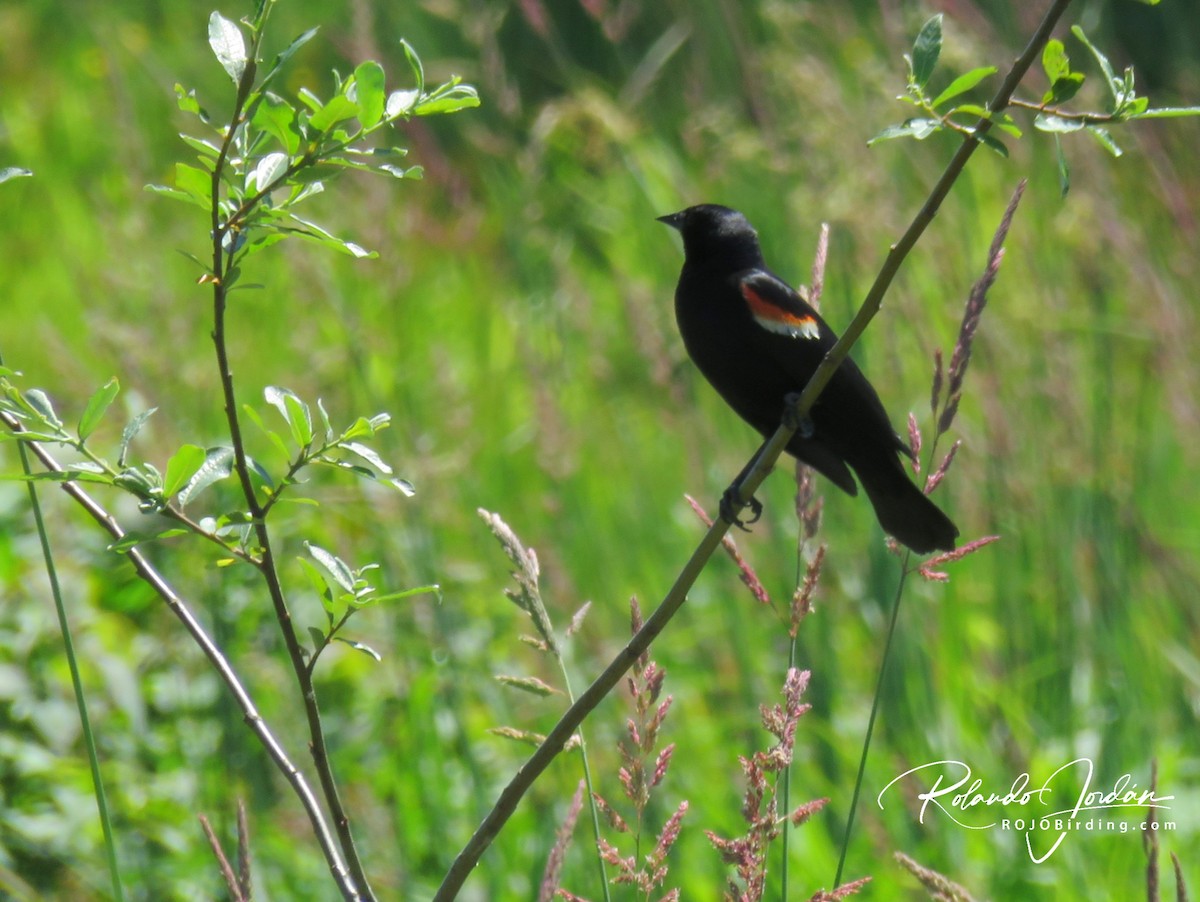 Red-winged Blackbird - ML359956191