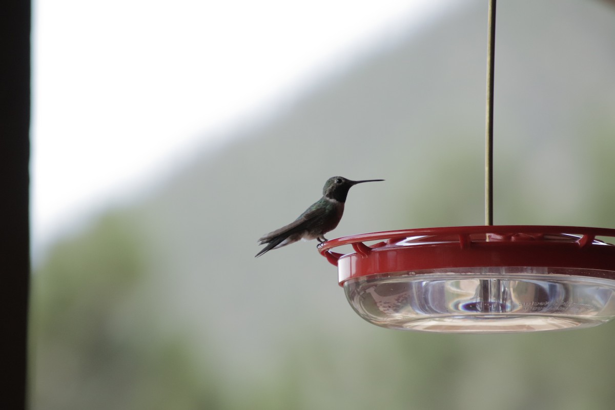 Broad-tailed Hummingbird - allie bluestein