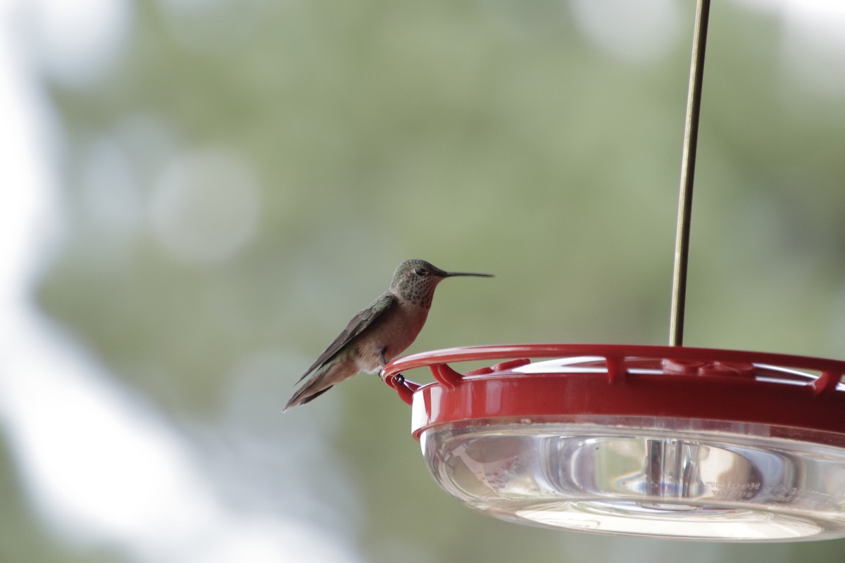 Broad-tailed Hummingbird - allie bluestein
