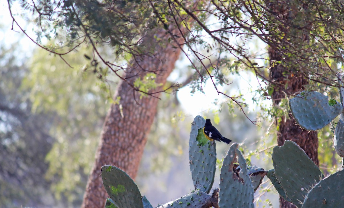 Black-backed Grosbeak - ML359958001