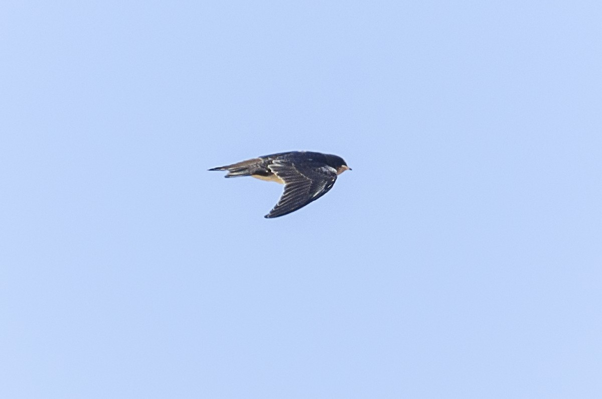 Barn Swallow - ML359958031
