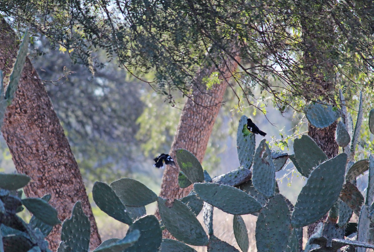 Black-backed Grosbeak - jose tejeda