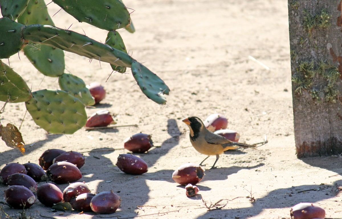 Golden-billed Saltator - ML359959221