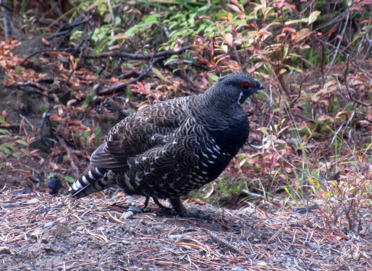 Spruce Grouse - Sierra Downes