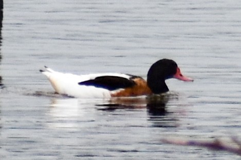 Common Shelduck - ML359959521