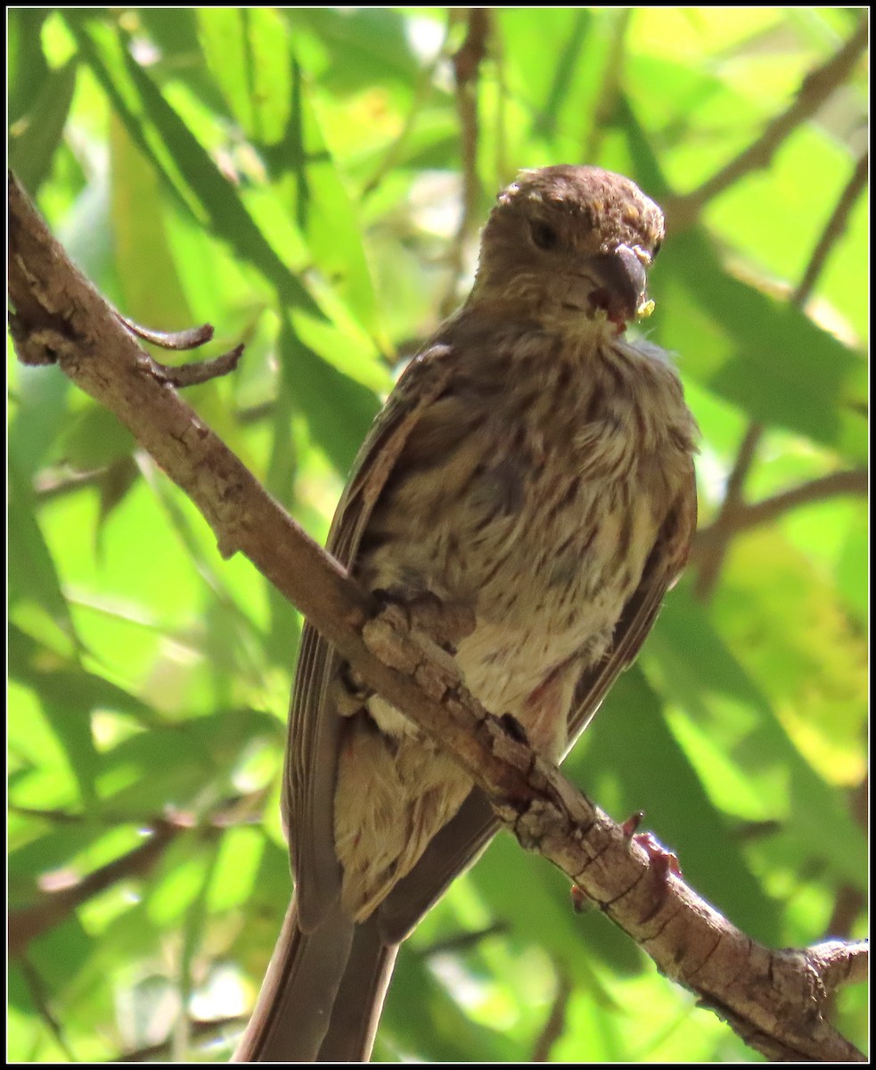 House Finch - ML359959811