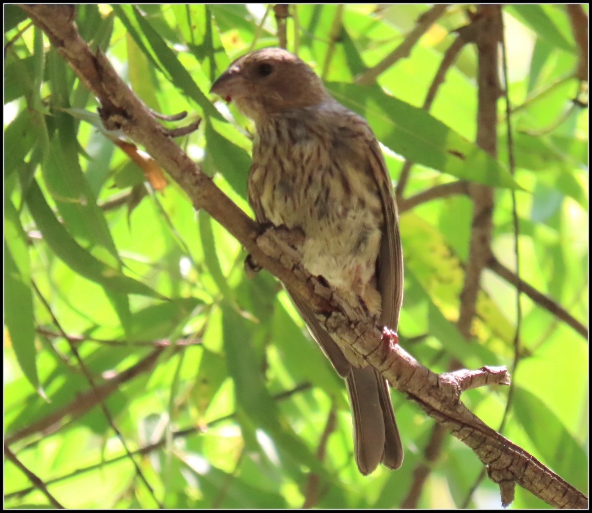 House Finch - ML359959841