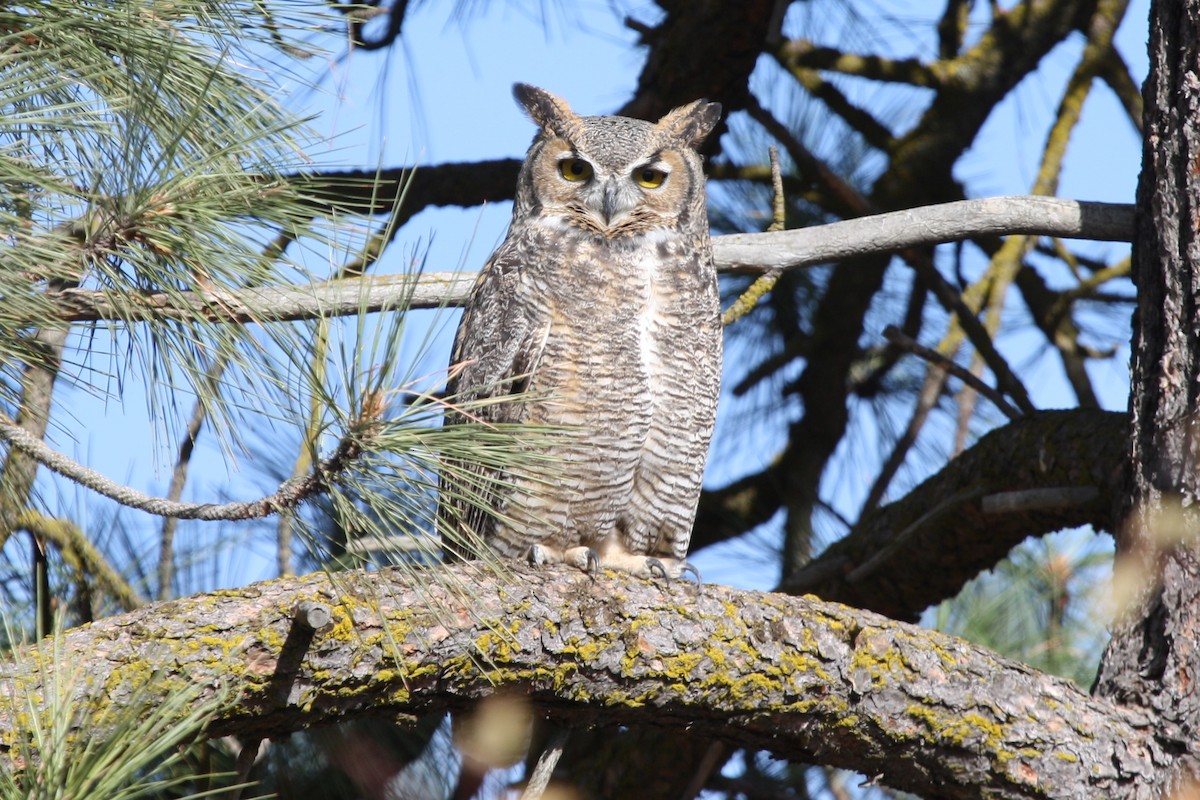 Great Horned Owl - ML35996071