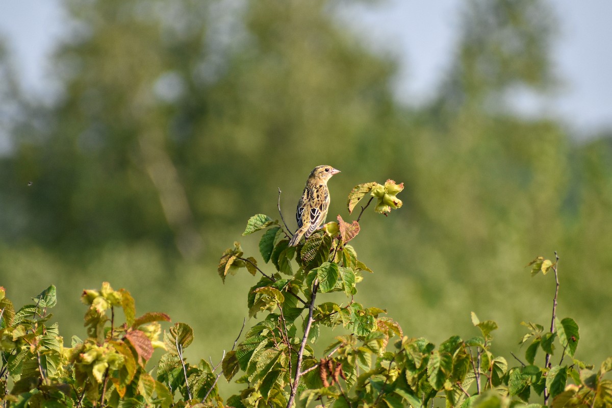 bobolink - ML359961011