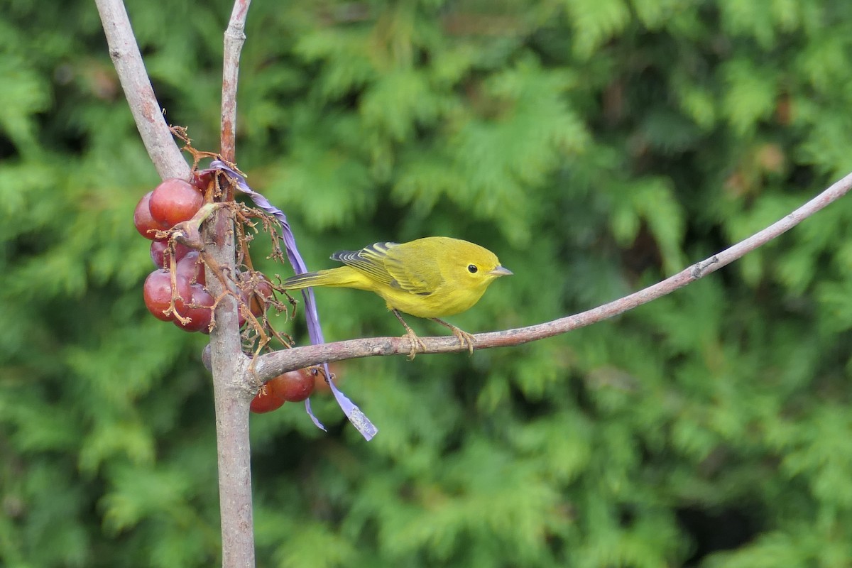 Yellow Warbler - ML359961761