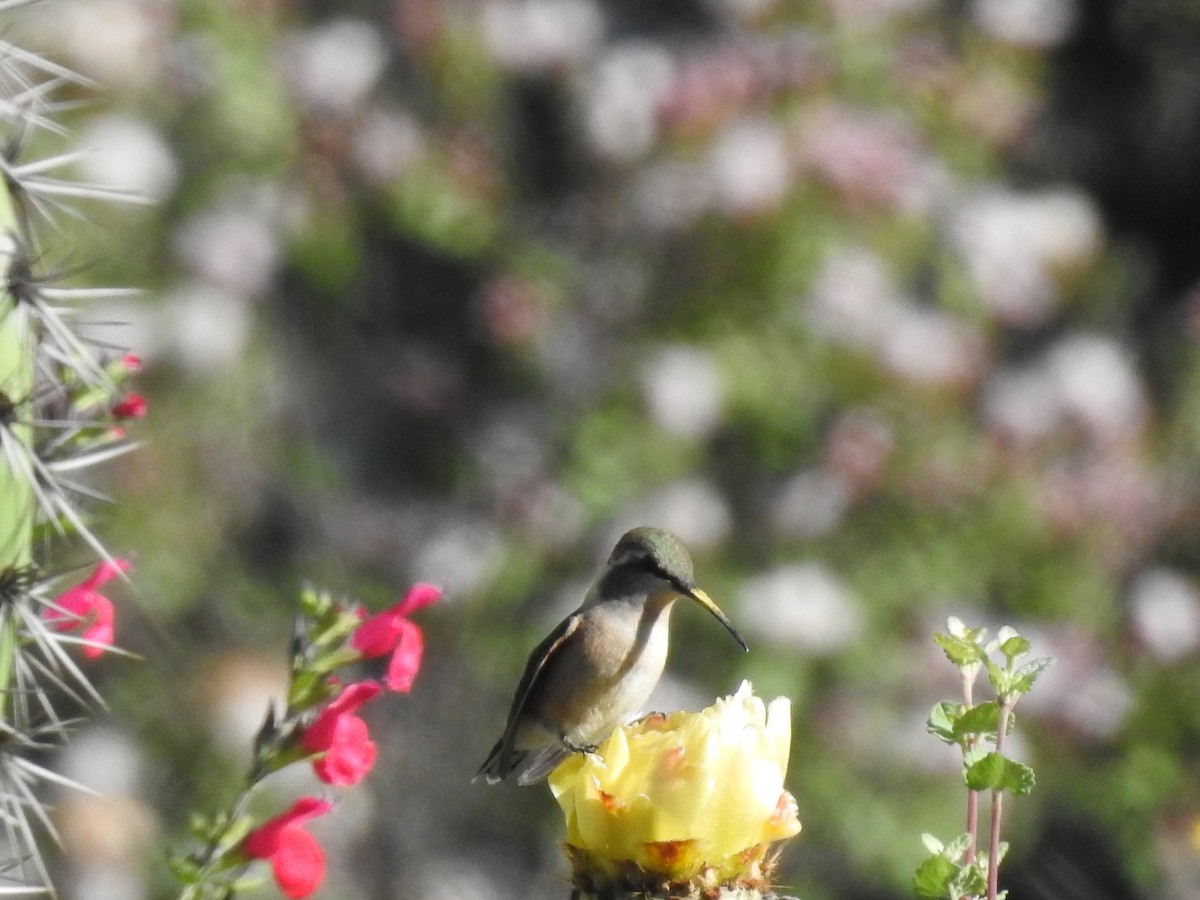 Lucifer Hummingbird - ML359963351