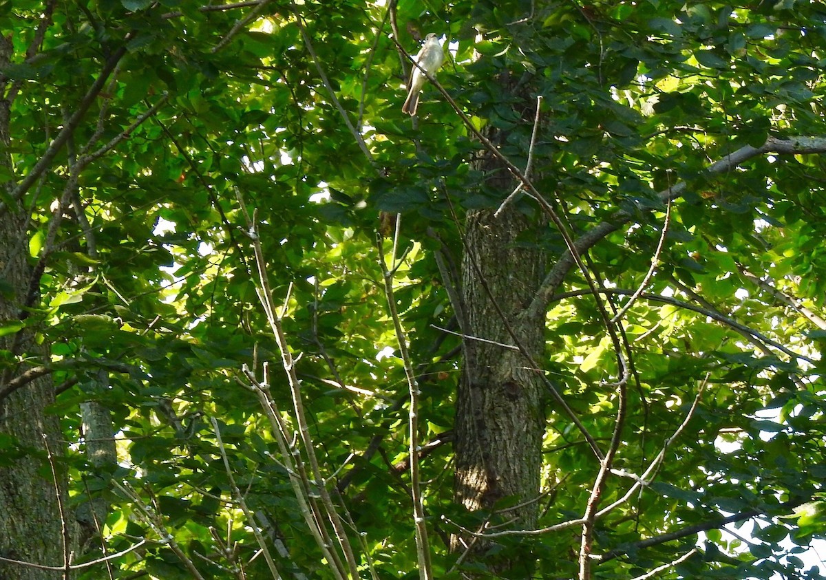 new world flycatcher sp. - ML35996361